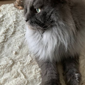 ghost Mâle Maine coon