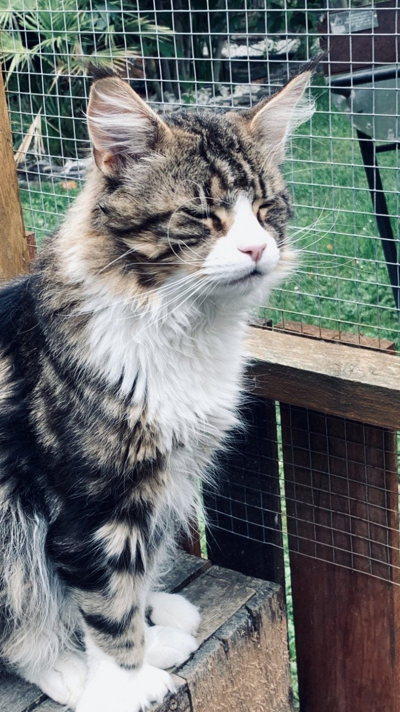 Syrius PP Mâle Maine coon