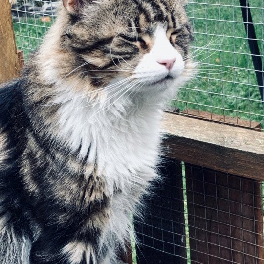 Syrius PP Mâle Maine coon