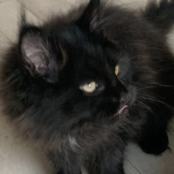 chaton Maine coon black tika chatterie des elfes d'athena