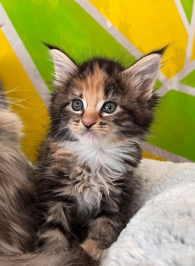 Ubel Femelle Maine coon