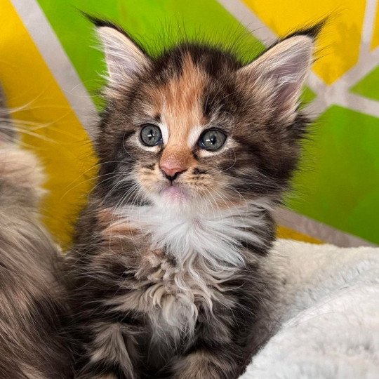 Ubel Femelle Maine coon