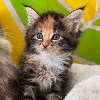 chaton Maine coon Ubel chatterie des elfes d'athena