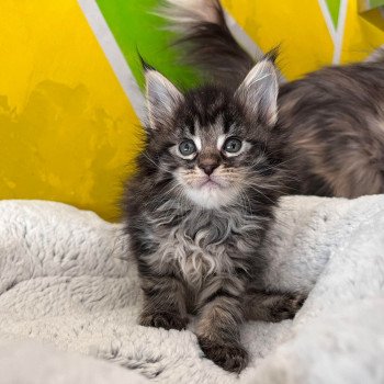 chaton Maine coon Ubellule chatterie des elfes d'athena