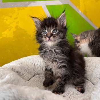 chaton Maine coon Ubellule chatterie des elfes d'athena