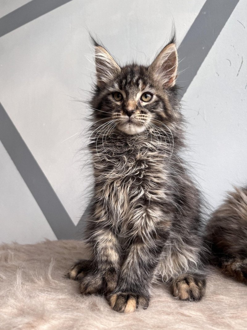 Ubellule polydactyle Femelle Maine coon