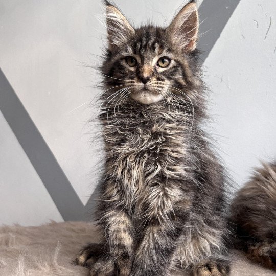 Ubellule polydactyle Femelle Maine coon