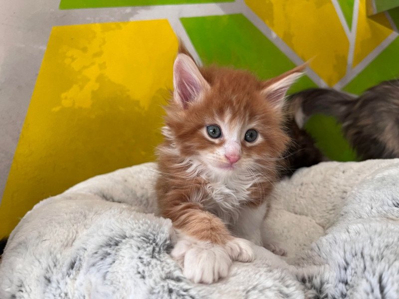 Udiny Mâle Maine coon