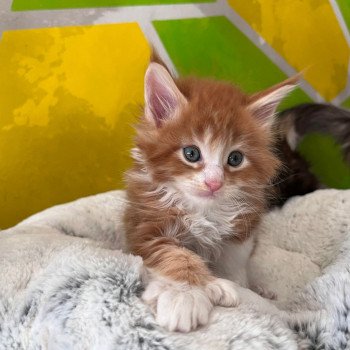 chaton Maine coon Udiny chatterie des elfes d'athena