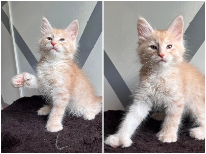 Ulix.polydactyle Mâle Maine coon