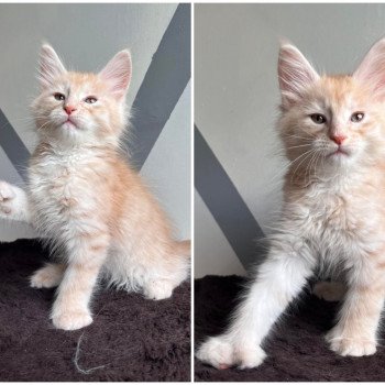 chaton Maine coon red Ulix chatterie des elfes d'athena