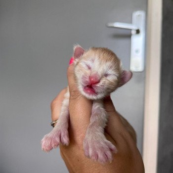 chaton Maine coon red Ulix.polydactyle chatterie des elfes d'athena