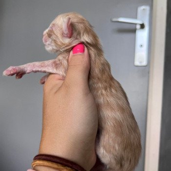 chaton Maine coon red Ulix.polydactyle chatterie des elfes d'athena