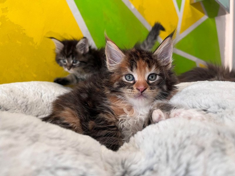 Ullie polydactyle Femelle Maine coon