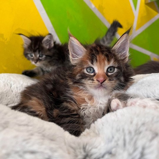 Ullie polydactyle Femelle Maine coon