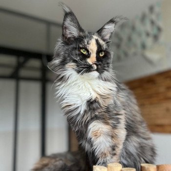 chat Maine coon Ulyana chatterie des elfes d'athena