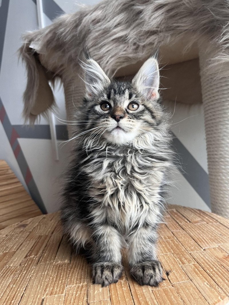 Ulyana Femelle Maine coon