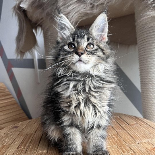 Ulyana Femelle Maine coon