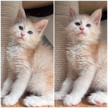 chaton Maine coon cream Upton chatterie des elfes d'athena