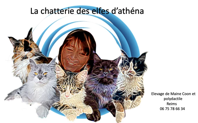 chatterie des elfes d'athena